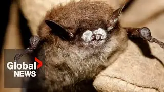 Deadly fungus &lsquo;White-nose syndrome&rsquo; found in Alberta bats