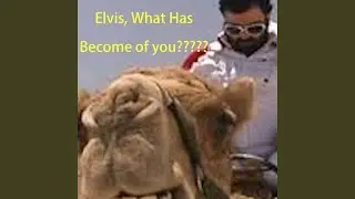 Elvis, What has become of you?