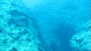 Giant Napolean Wrasse @ Zanpa Misaki
