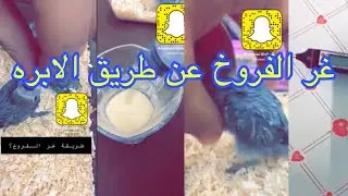 طريقة غر فروخ الروز #الشربيني_للطيور