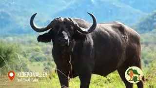 KIDEPO VALLEY NATIONAL PARK &ndash; UGANDA&rsquo;S HIDDEN GEM | TULA AFRICA SAFARIS