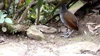 Jocotoco Antpitta Tapichalaca
