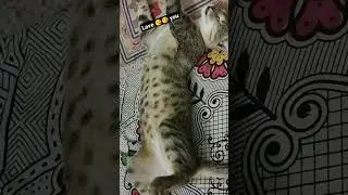 || cute cat status|| cat's are life|| cat's are everything|| #catlover #cutecat #kitten