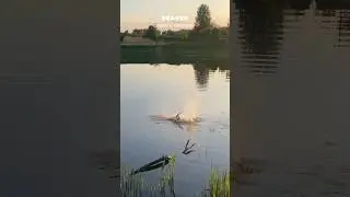 sunset with a friend 🦫#beaver #animals #cute  #nature  #aesthetic #viralvideo #shorts #makeup
