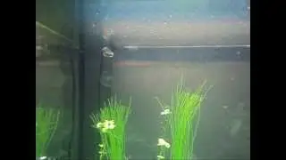 UKAPS - Iwagumi setup