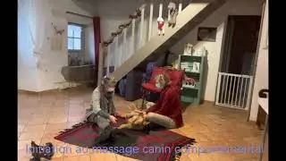 Introduction du massage canin comportemental dans la r&eacute;&eacute;ducation