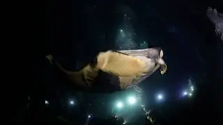 Teaser - Manta Ray Night Diving on the Kona Coast