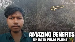 DATE PALM PLANT 🌴 | AMAZING BENEFITS MUST WATCH! | ONE TREE, MANY BENEFITS
