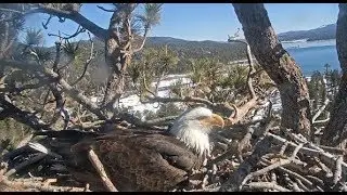 Big Bear Eagles ~ Daddy's Home! Shadow Gets To INCUBATE His Egg! 1.10.20