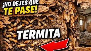 Eliminaci&oacute;n definitiva de termitas | Tratamiento profesional paso a paso