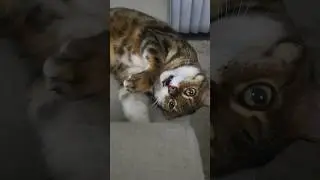 Rambunctious Kitty Wants To Play With Camera