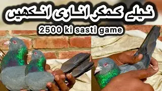 Umair bhai ky asil neely kmangher kabooter + ababil chapdre + miyan walay tasver walay kabooter 