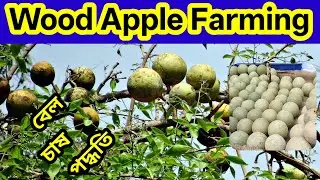 Wood Apple ! Wood Apple Farming ! Wood Apple Farming In India ! Unick Farming ! Wood Apple Farming