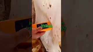 Acacia Core Veneer Vietnam( V&aacute;n b&oacute;c keo)