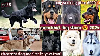 yavatmal dog show मे काफ़ी खूबसूरत डॉग आए है ❤️ 2024 ka सबसे अच्छा डॉग शो 😍 part 3 |Gsd , Rottweiler
