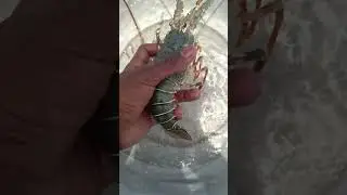 Lobster fish video #fishing #viral