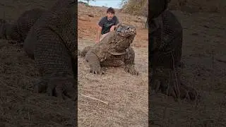 Самые большие ящерицы на Земле! Комодский варан!