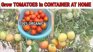 How to grow TOMATOES in containers or pots. 100% ORGANIC// OK GARDENING 