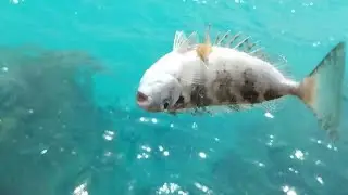 🐠 موسم البطاطا السيجان مازال في القمة | أقوى صيد بالطريقة النموذجية