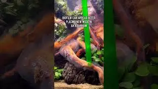 Removing Biofilm from an Aquarium #shorts