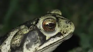 Gulf coast toad with nictitating membrane