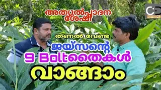 ജയ്സൺ വികസിപ്പിച്ചെടുത്ത അത്യുൽപ്പാദനശേഷിയുള്ള 9 Bolt ഏലം തൈകൾ വാങ്ങാം  തണൽ വേണ്ട  #bolt cardamom