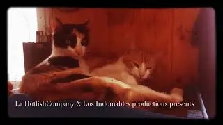 Slow cats by La Hotfish Company