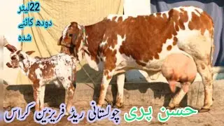 ریڈفرین چولستانی تازہ سوئی خوبصورت گاۓ برائے فروخت ان پاکستان اینڈ یوٹیوب 16/1/2026#03055692351 