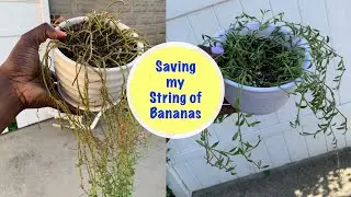 Re-Starting my String of Bananas Plant | Houseplant Rescue