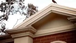 Great Barrier Leaf Bird Proofing HD