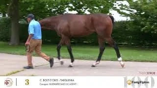 Bolt D'Oro Colt from Fasig-Tipton Saratoga Sale
