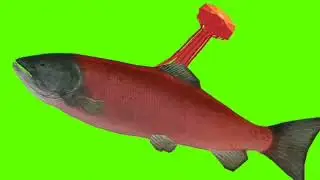 Fish Green Screen swimming , green fish