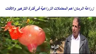 زراعة الرمان اهم المعاملات الزراعية فى فترة التزهير ومكافحة الافات