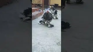 UZB BRAMA TOMNIY PUX