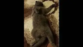 Scottish Fold Cat(Puf) Still Sleeping On Rolling Stones Song