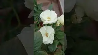 #happy Sunday #nature flower white rose #guttu Gulabi #youtubeshorts