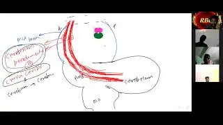30August2021  L- 3  [ Mid brain= Crura ceribri, Corpora quadrigemina, Cerebral aqueduct]