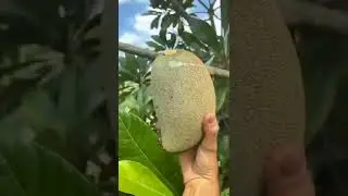 Satisfying Fruit!! The Biggest Sapodilla #shorts