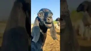 goat sound video #shorts @sheep love SG