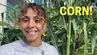 Fun Facts about Corn!