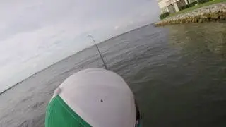 Jack Crevalle in Boca Ciega Bay