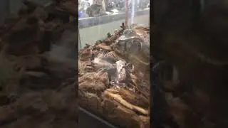 Frog strike