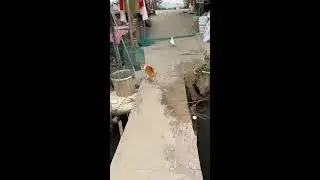 Cat with Fishing & Diving｜猫そばで釣り潜水 2026-01-22 09:35:48