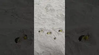 The penguin colony