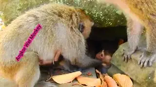 DEDE biting little baby monkey crying loudly and run into the hole of a stone