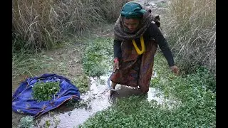 How to collect green organic green wild vegetables ? Village life