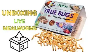 Unboxing 100+ Live Mealworms from Amazon | Pisces Store Review + Care Tips! 🪱 | Velspets