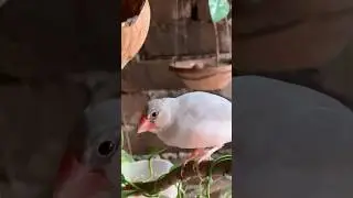 Finch Birds Filling the Morning with Sweet Chirping in the Colony