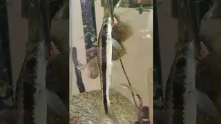 King Chonk isn't feeling so good