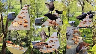 BIRDS RELAXING SOUND || BACKYARD BIRDS || FEEDING BIRDS | CASA CHAULKLIN